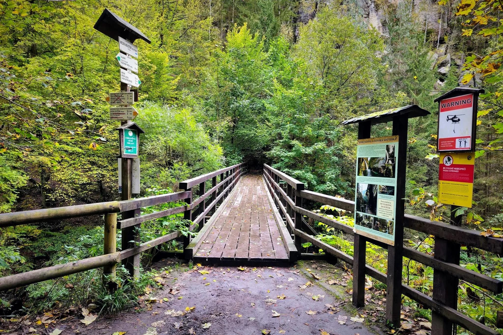 Bohemian Switzerland Forest
