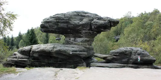 Mushroom and Turtle in Tisa