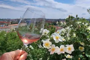 Glass of Wine at Vineyard